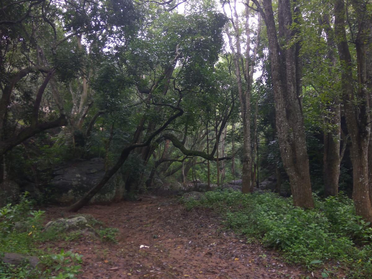 Secret Valley Jungle Resort Ooty Exterior photo